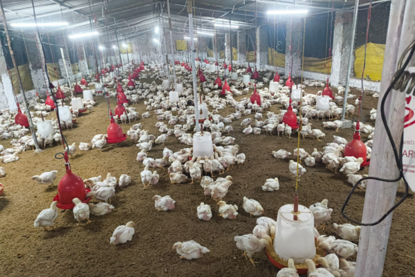 Himanshu Poultry Farm Warisaliganj fresh chicken supply