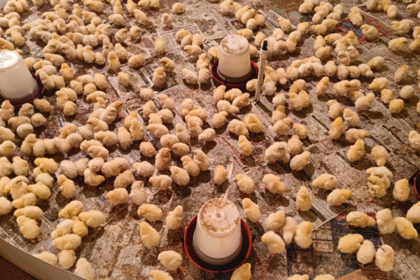 Himanshu Poultry Farm Warisaliganj fresh chicken supply