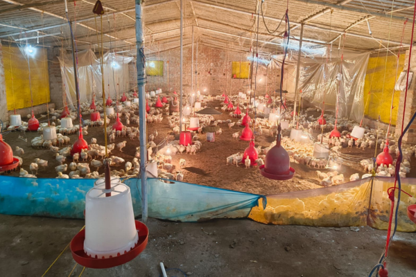 Himanshu Poultry Farm Warisaliganj fresh chicken supply