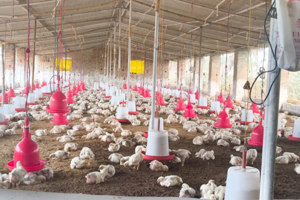 Himanshu Poultry Farm Warisaliganj fresh chicken supply